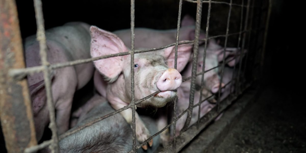 A pig looks through the bar of a cage, chewing on the metal railing, lying on top of other pigs in the crowded factory farm.