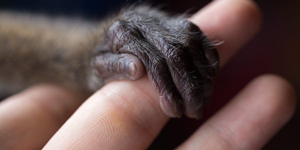 A tiny primate hand grips a human finger.
