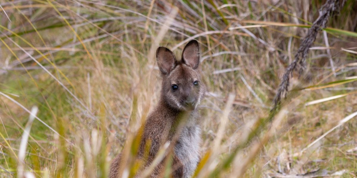 A wallaby standing on alert in tall grass.
