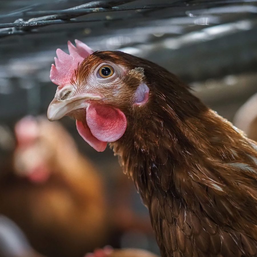 A hen peers curiously up at the bars of her cage.