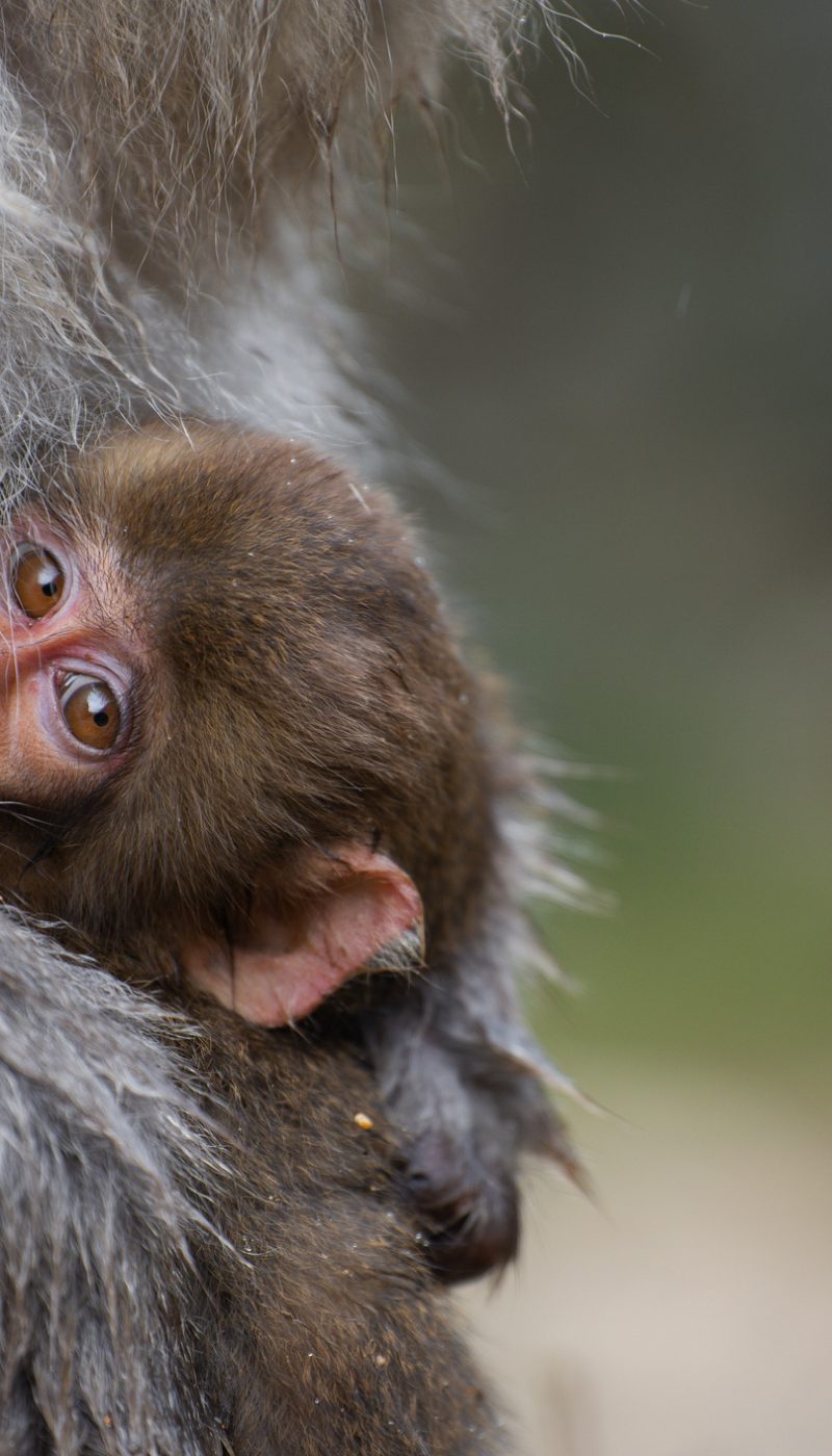 A baby macaque is held by their mother.