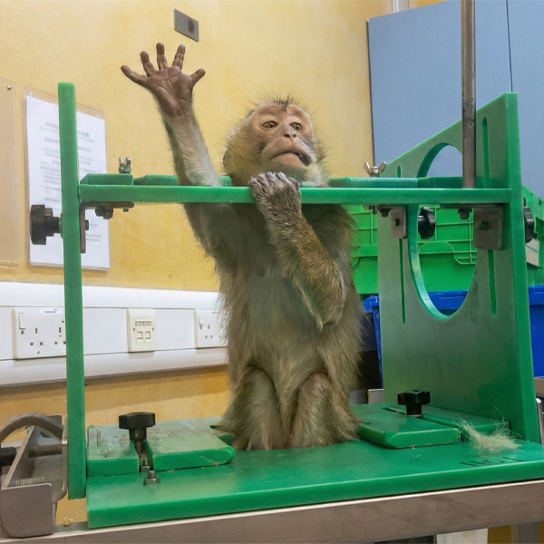 A monkey is restrained in a toxicity testing facility.