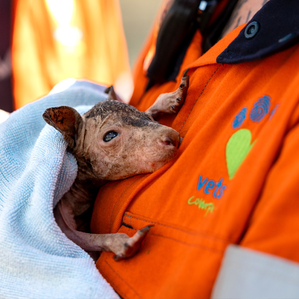A joey burned in the fires is assisted by the VET team.