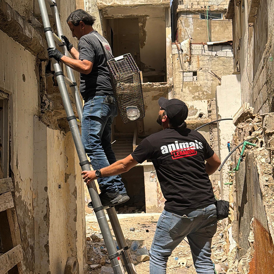 Two men embark up a ladder up the side of a building in Lebanon.