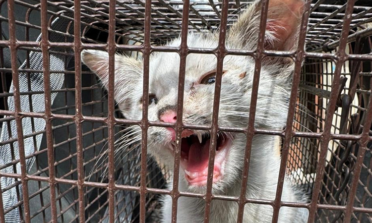 A rescued kitten meows out from a cage in Lebanon.