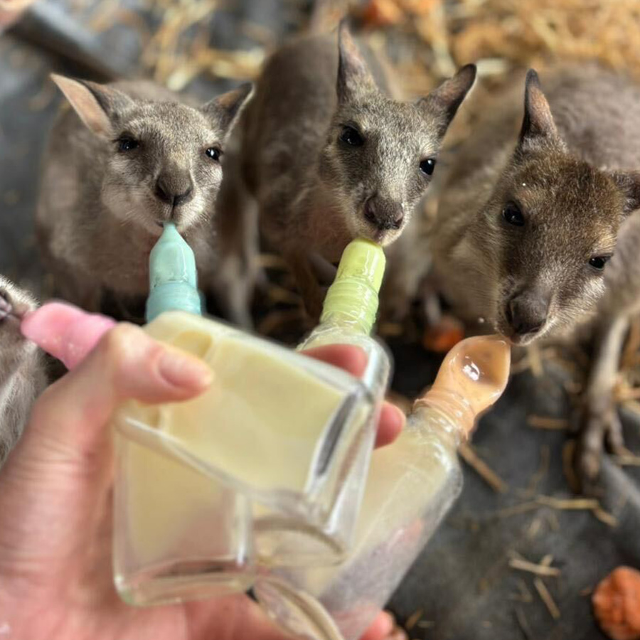 Wallabies are hand fed by carers are the Agile Project.