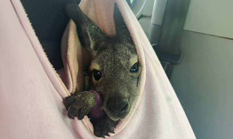 A joey peers out from a makeshift blanket pouch.