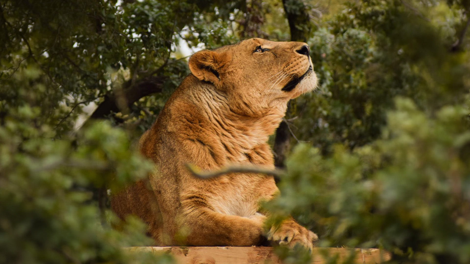 A majestic lion looks up to the sky in a green, lush setting.