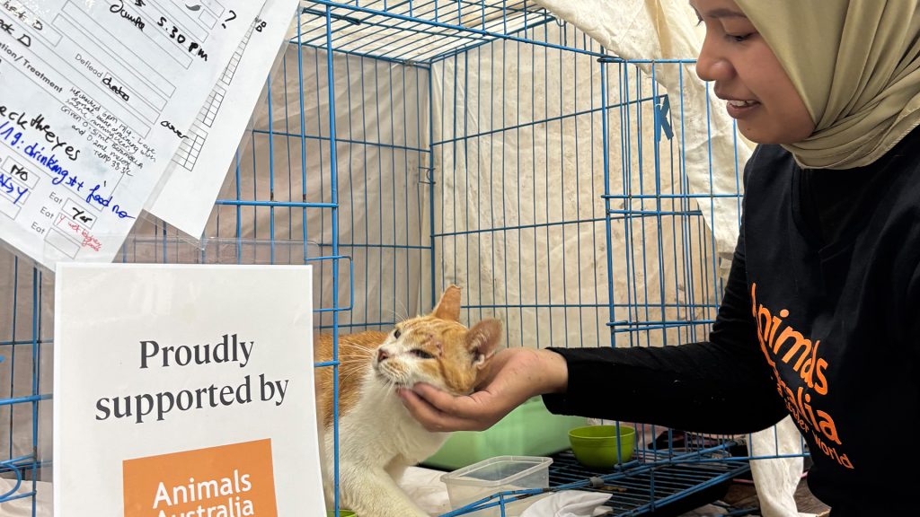 A woman lovingly pats a rescued cat in a shelter.