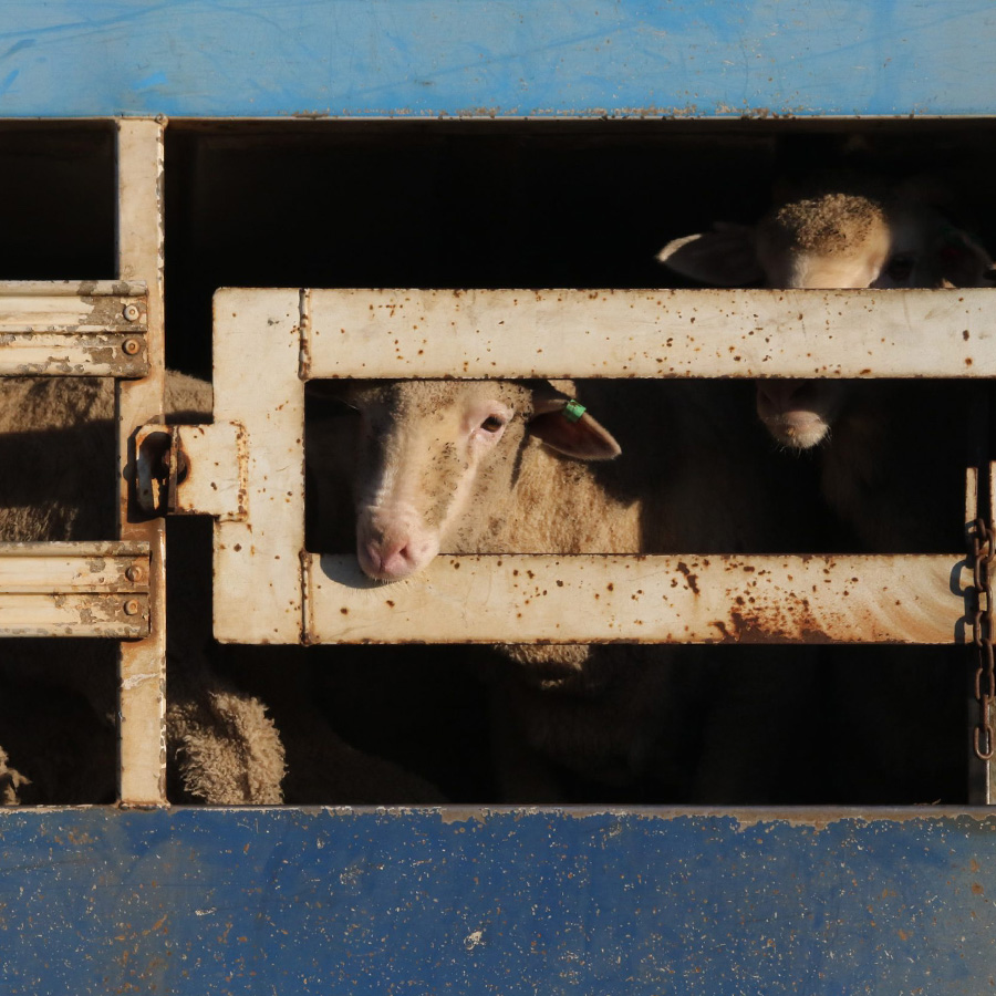 Sheep look out from onboard a live export ship.