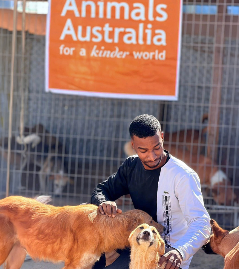 A man at the Sulala animal shelter in Gaza pats rescued dogs.