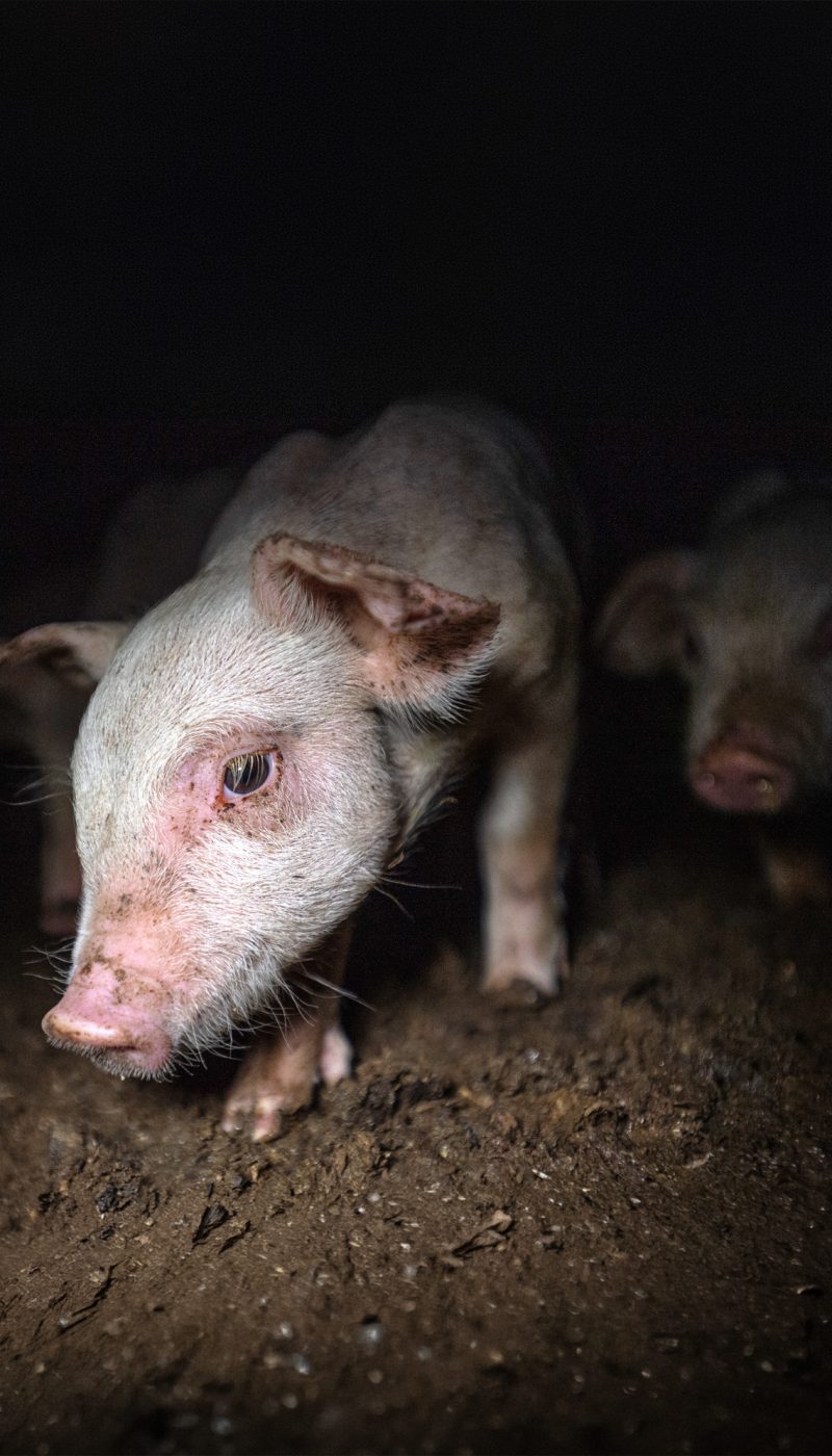 A pig in a factory farm looks to the camera.