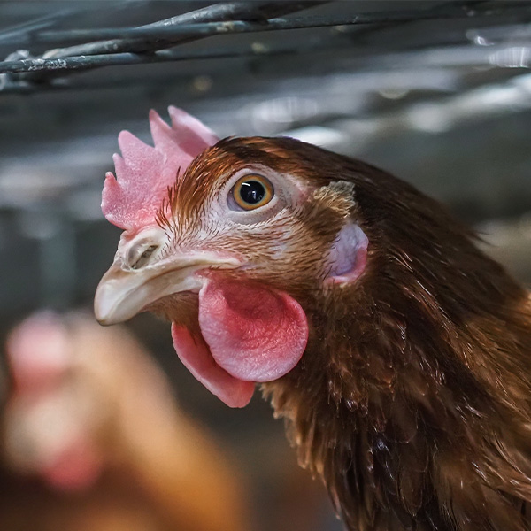 A Hen in a factory farm cage looks out to the camera. Image by Lukas Vincour / Zvířata Nejíme / We Animals
