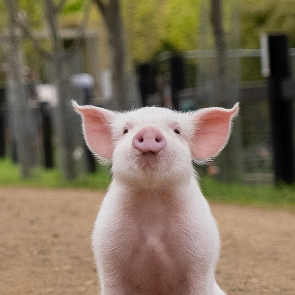 A small pink pig, sits outside and smiles at the camera.