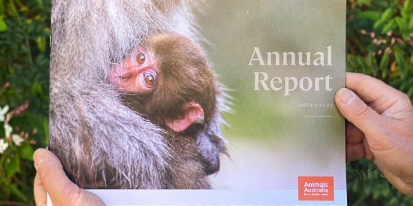 Animals Australia's 2025-26 Annual Report in hand.