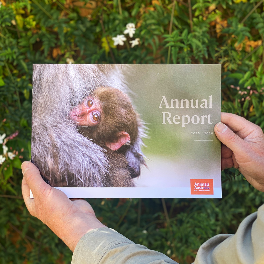 Animals Australia's 2025-26 Annual Report in hand.