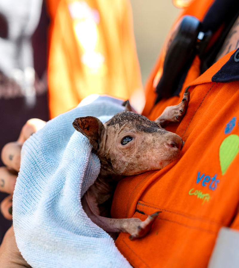 A joey burned by bushfires is held to a rescuers chest.