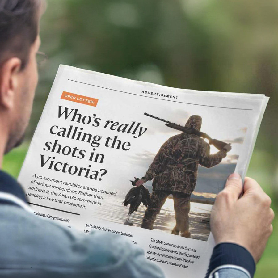 A man reads a page on duck shooting featured in a newspaper.