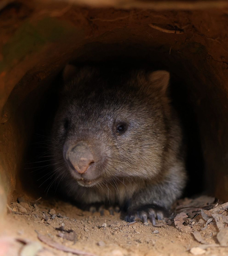 A wombat looks out from their burrow.