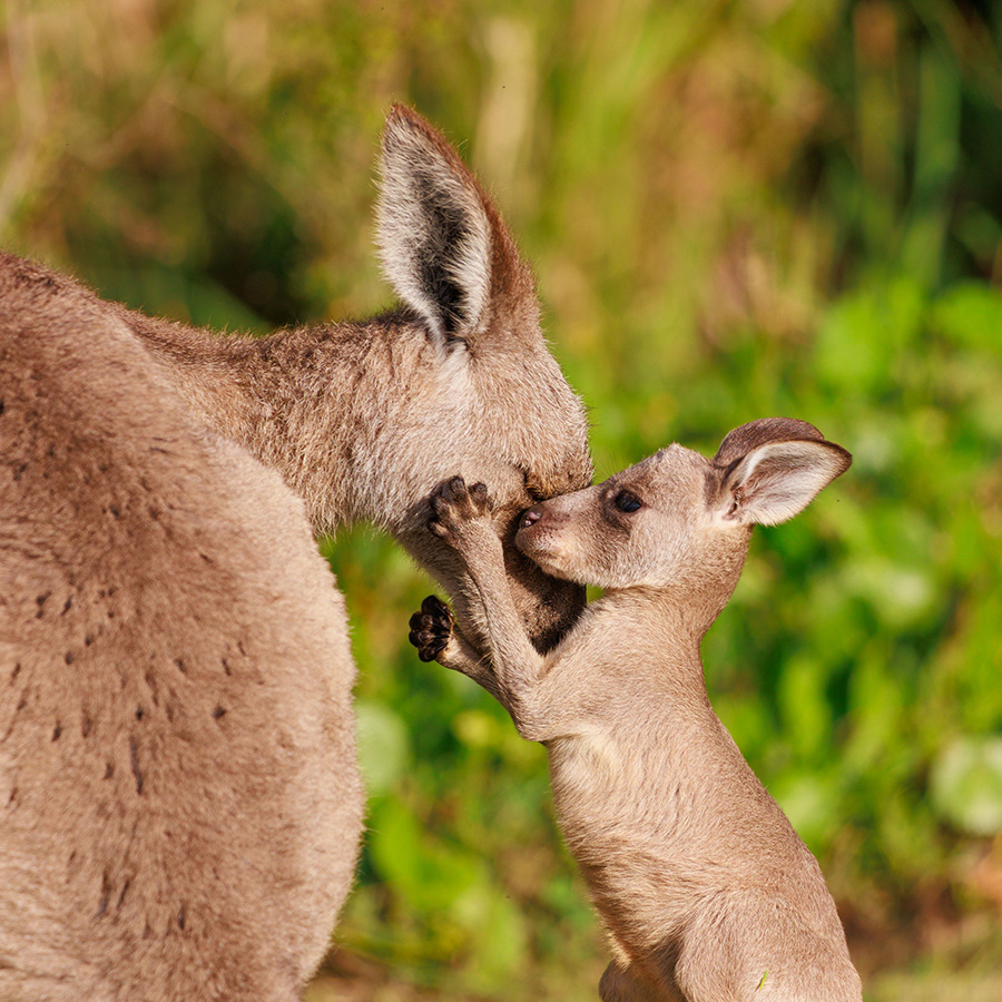 A mother kangaroo and their joey embrace.
