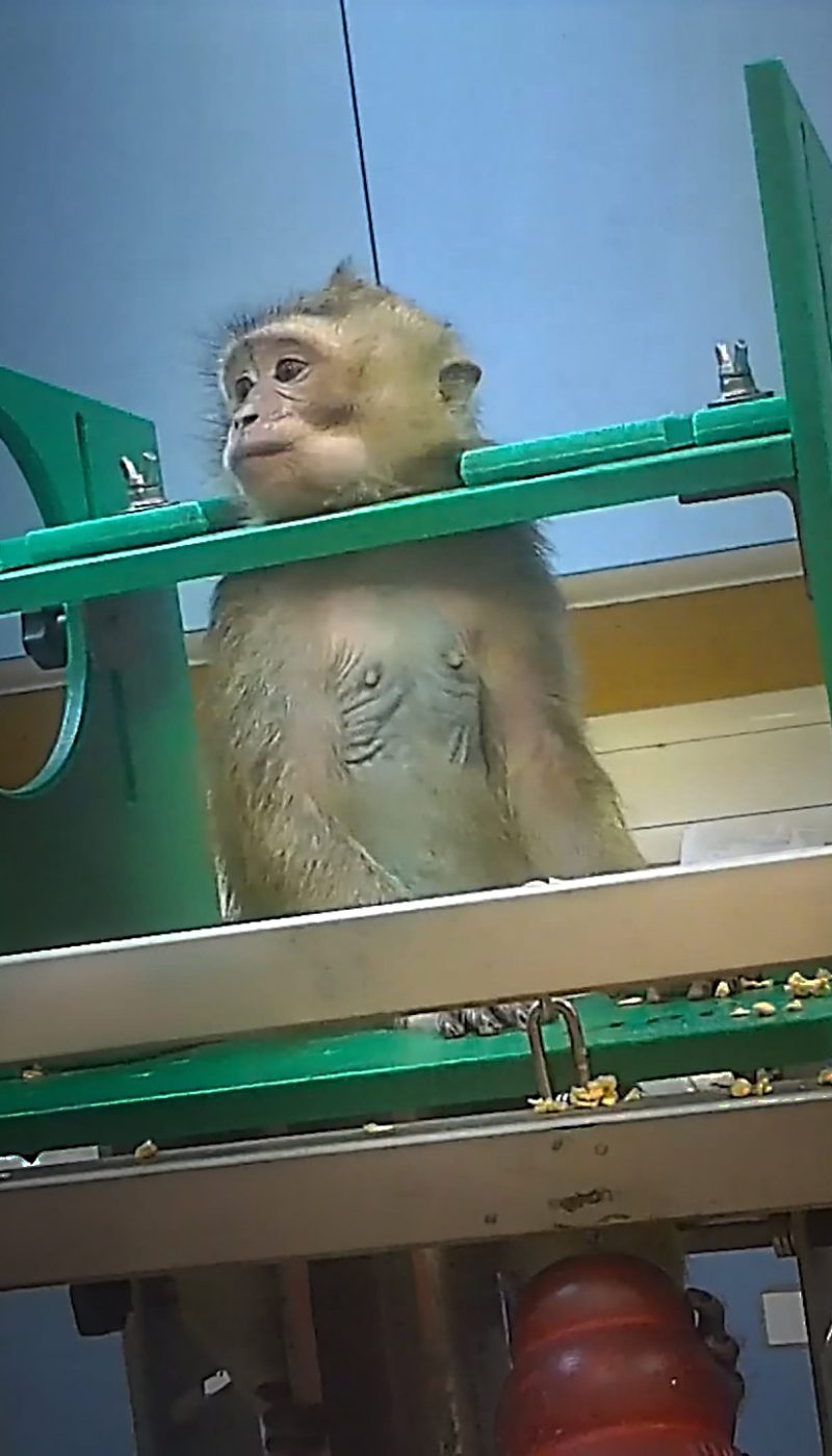 A frightened macaque monkey restrained in a testing device in a research lab.