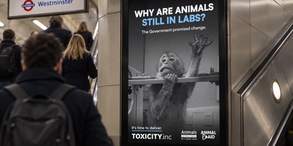 A mock-up of a billboard in the London underground showing a macaque monkey in a lab, with the words 'why are animals still in labs'?