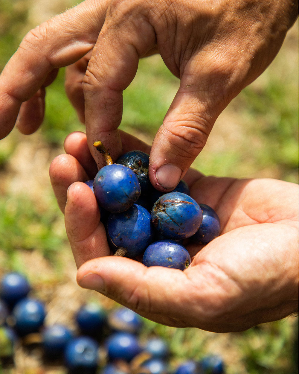 A hand is holding some freshly picked blue quandongs.