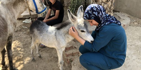 Woman in Egypt helping donkey