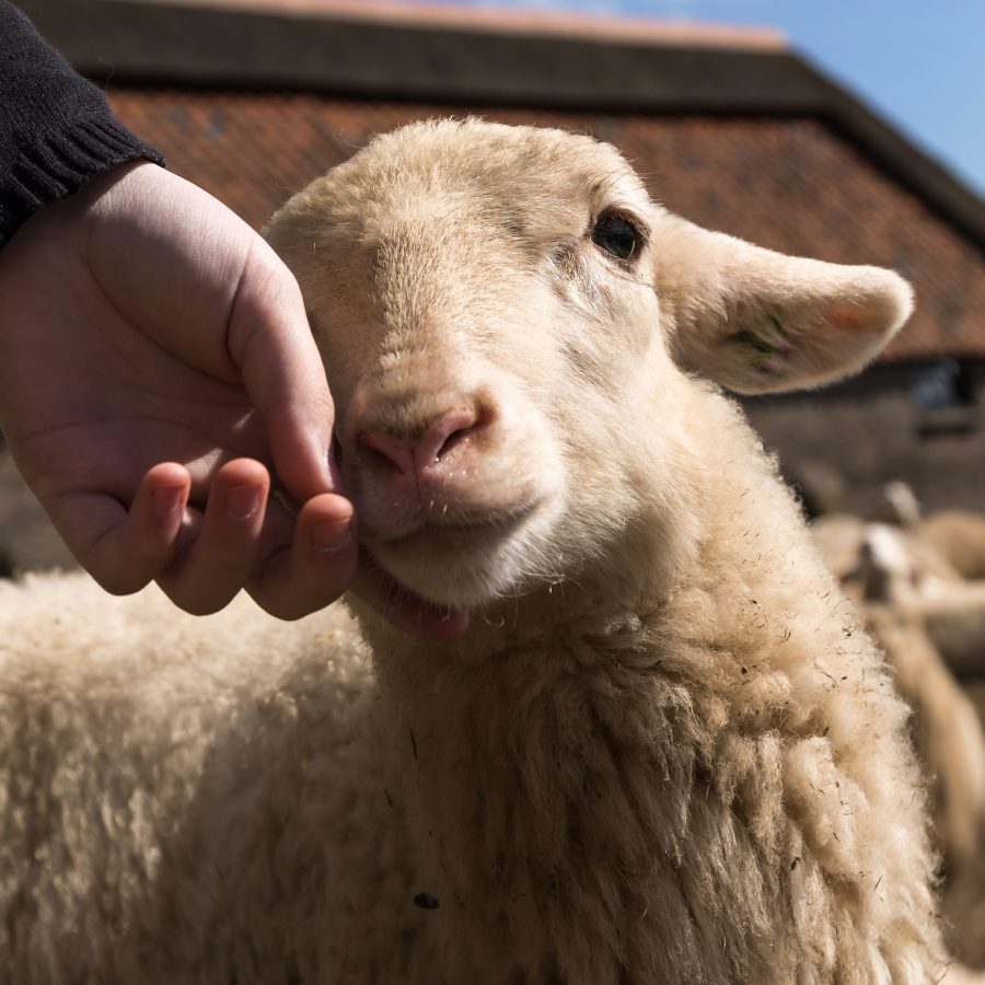 Contact us - Animals International Contact us - Animals International