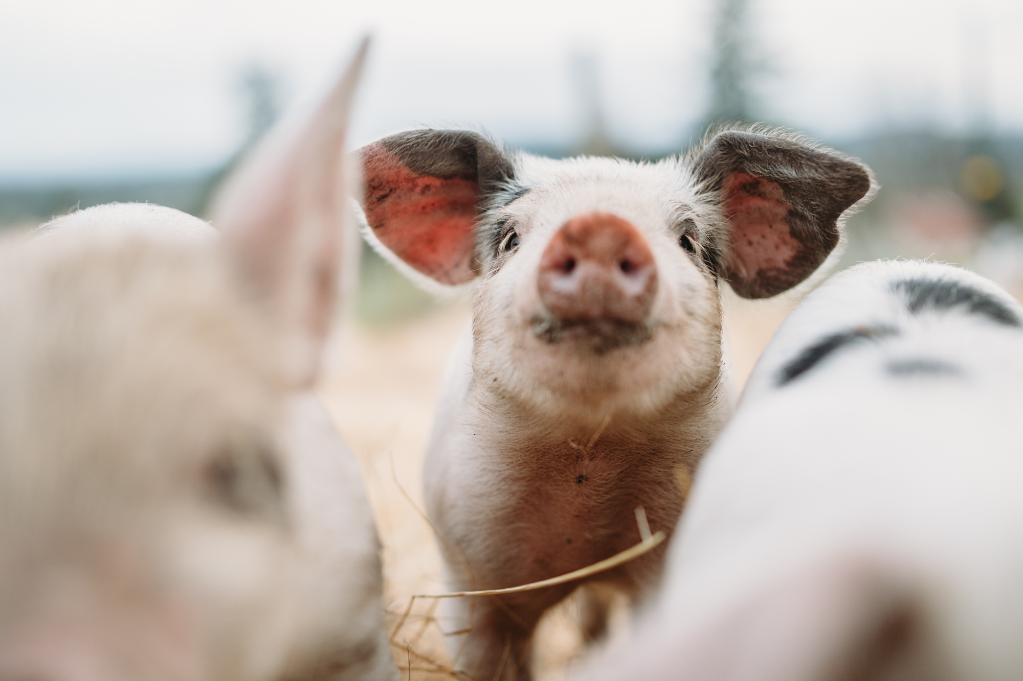 Animals raised for food - Animals International Animals raised for food - Animals International