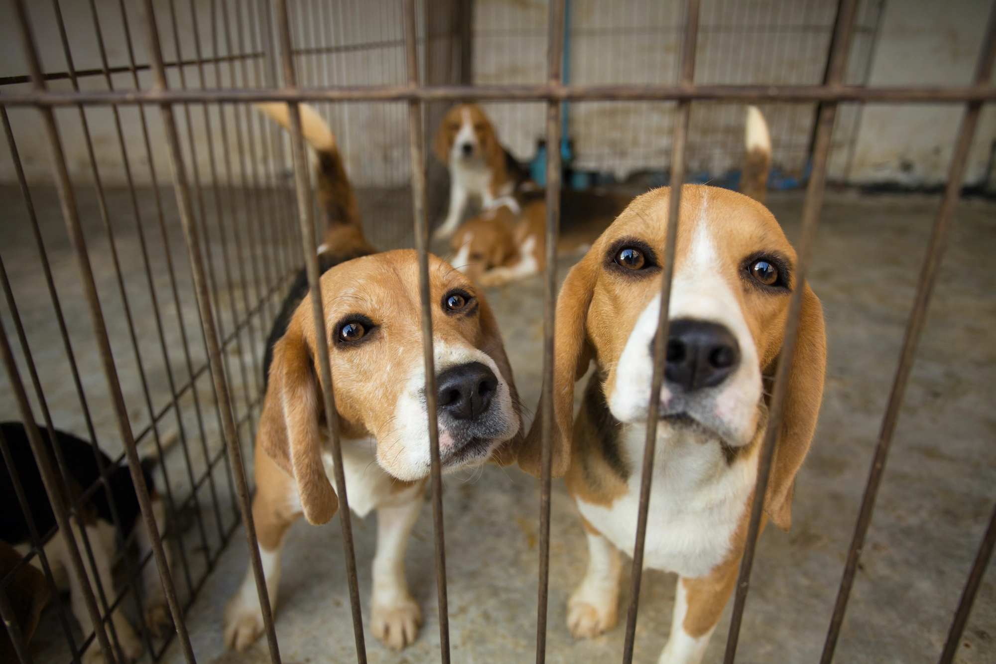 Animal testing - Animals International