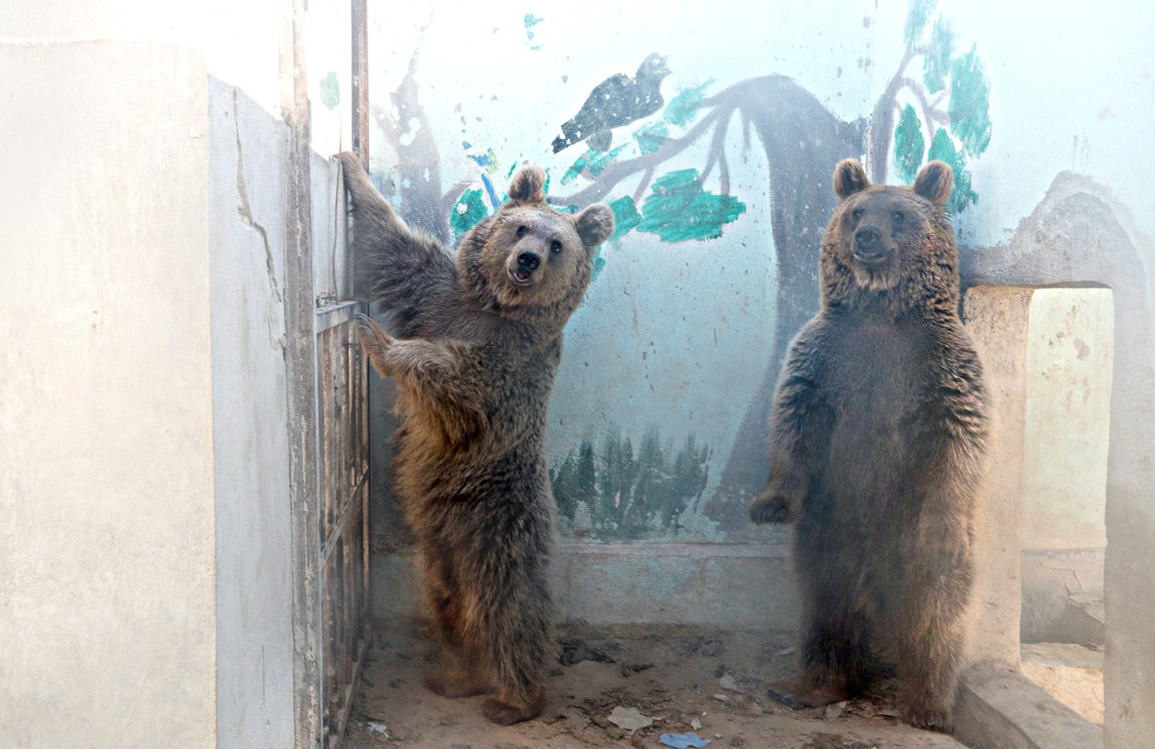 Two bears in a zoo in Jordan