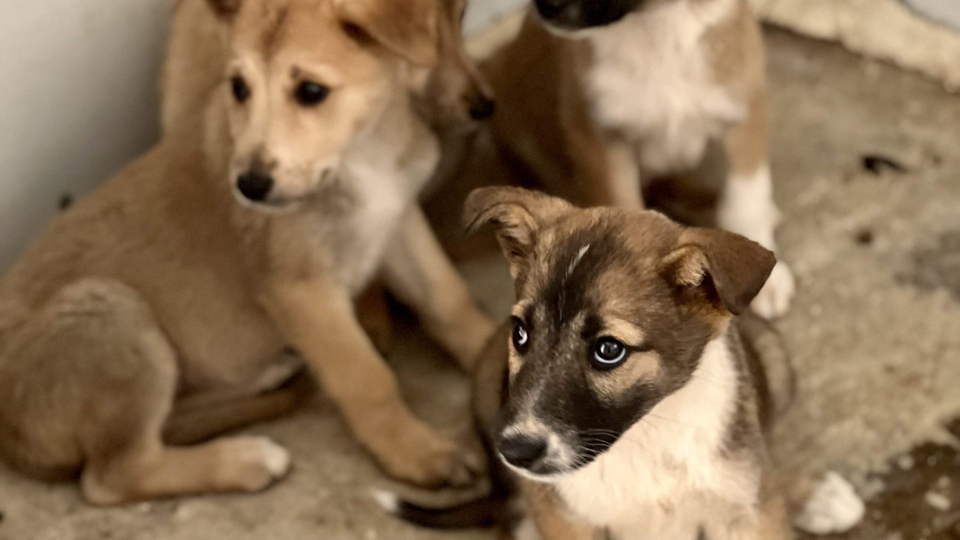 three young puppys