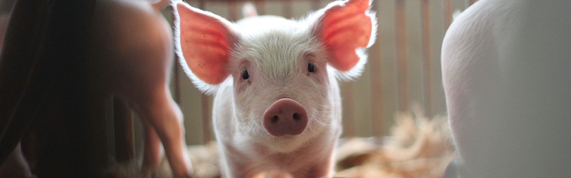 Animals raised for food - Animals International Animals raised for food - Animals International