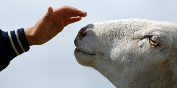 Contact us - Animals International Contact us - Animals International