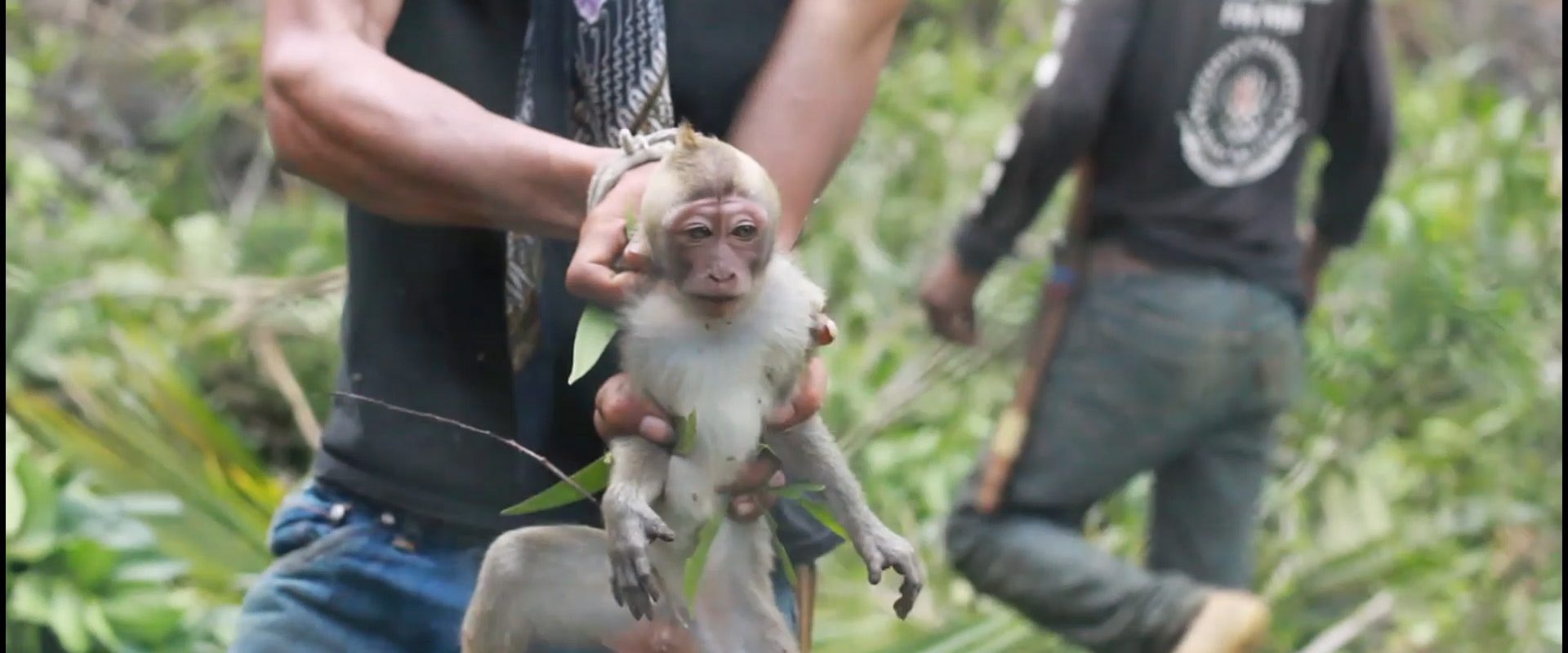 Selfie monkeys' are now endangered because people can't stop