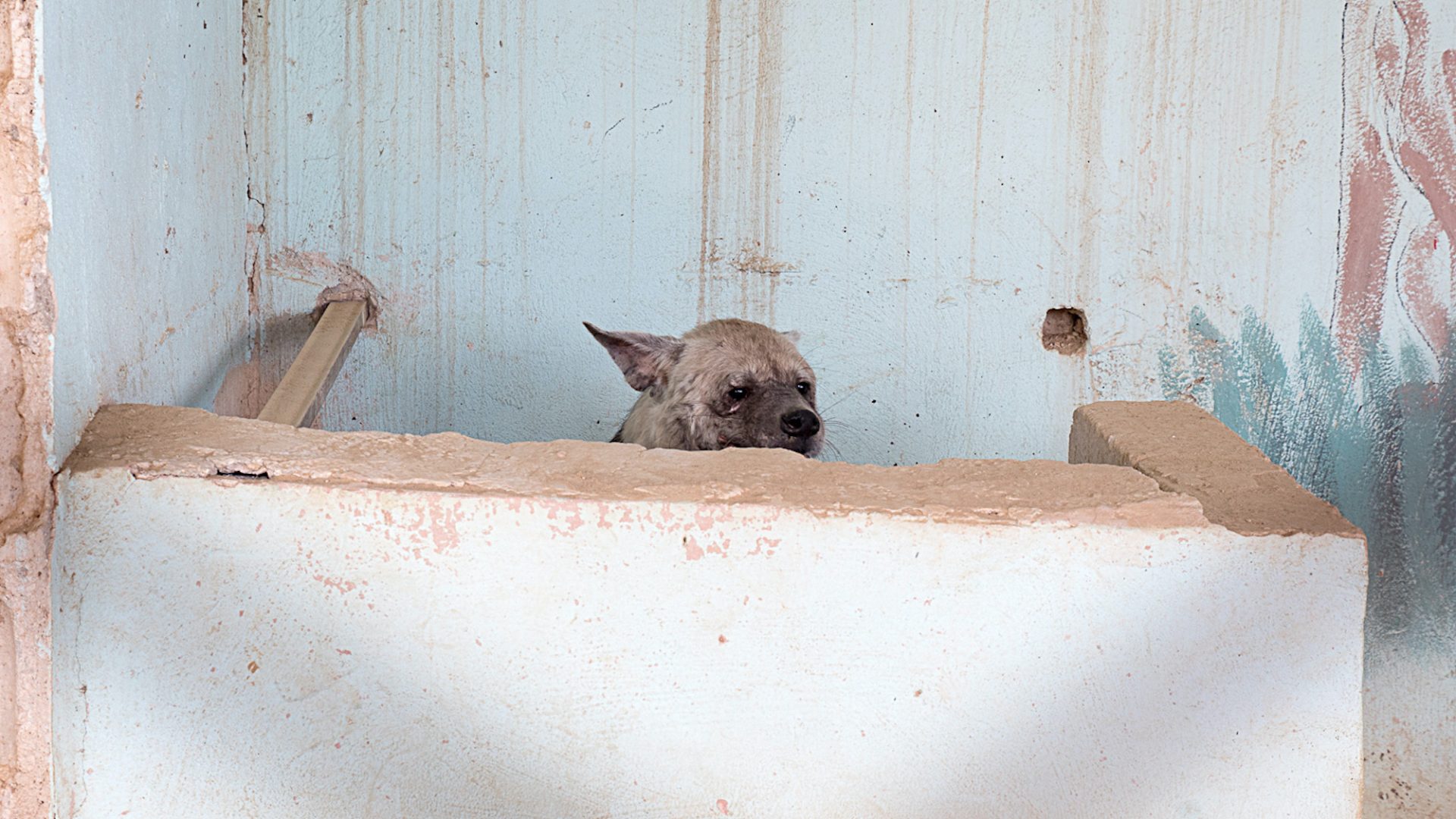 Hyena covering behind concrete wall in zoo