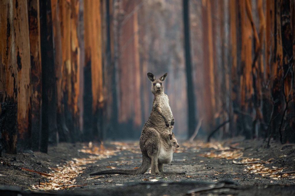 Protect kangaroos from cruel slaughter - Animals International