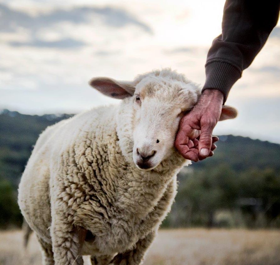 Animals raised for food - Animals International Animals raised for food - Animals International