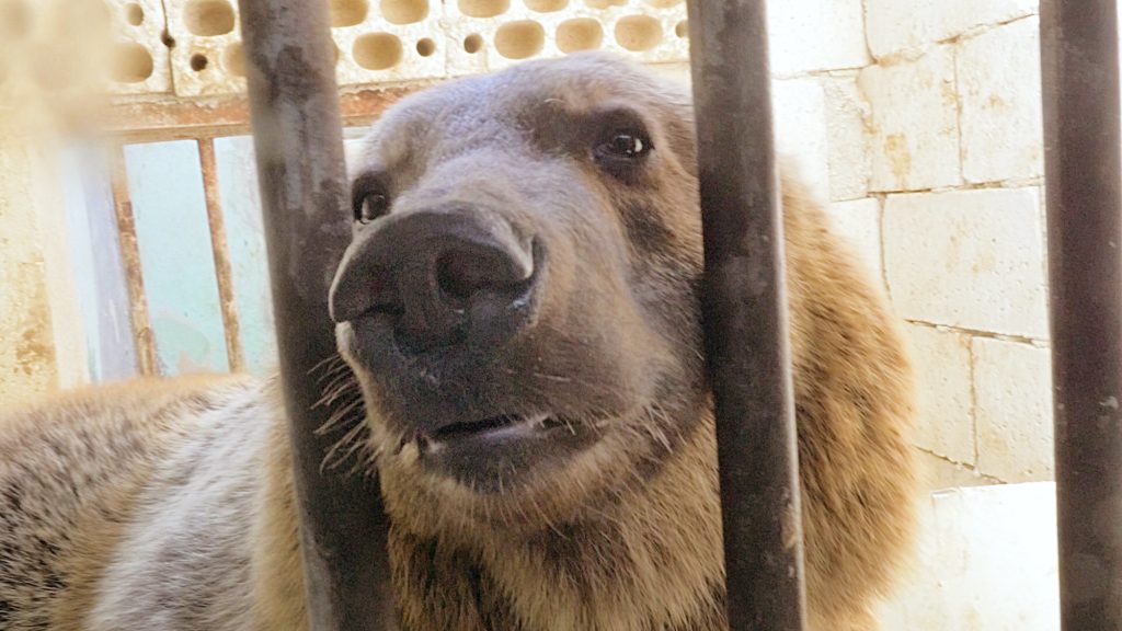 Bear in zoo looking through bars