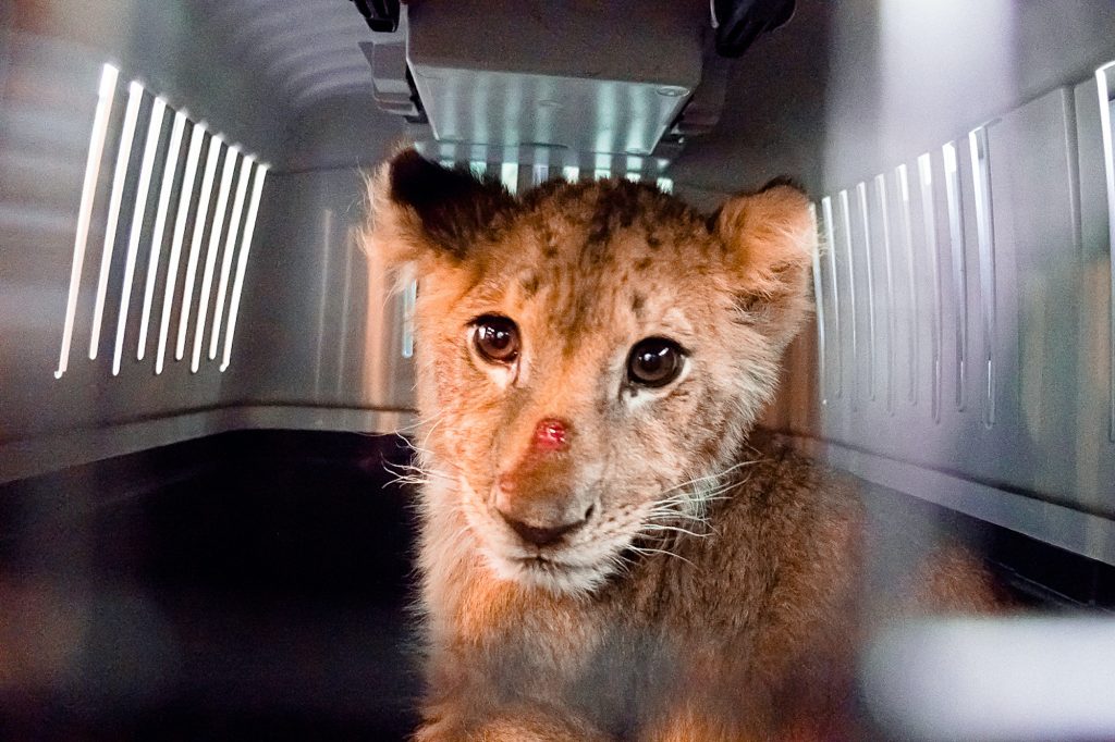 Lion cub looking out through crate