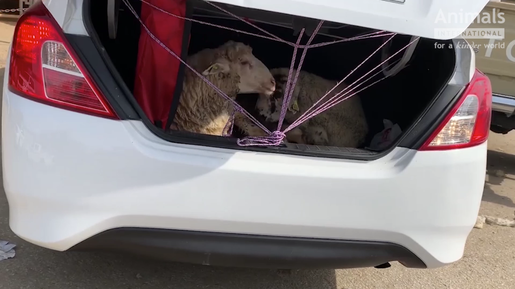 Sheep inside car boot