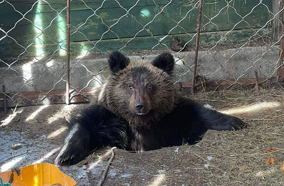 A baby bear sits in a hole looking at camera.