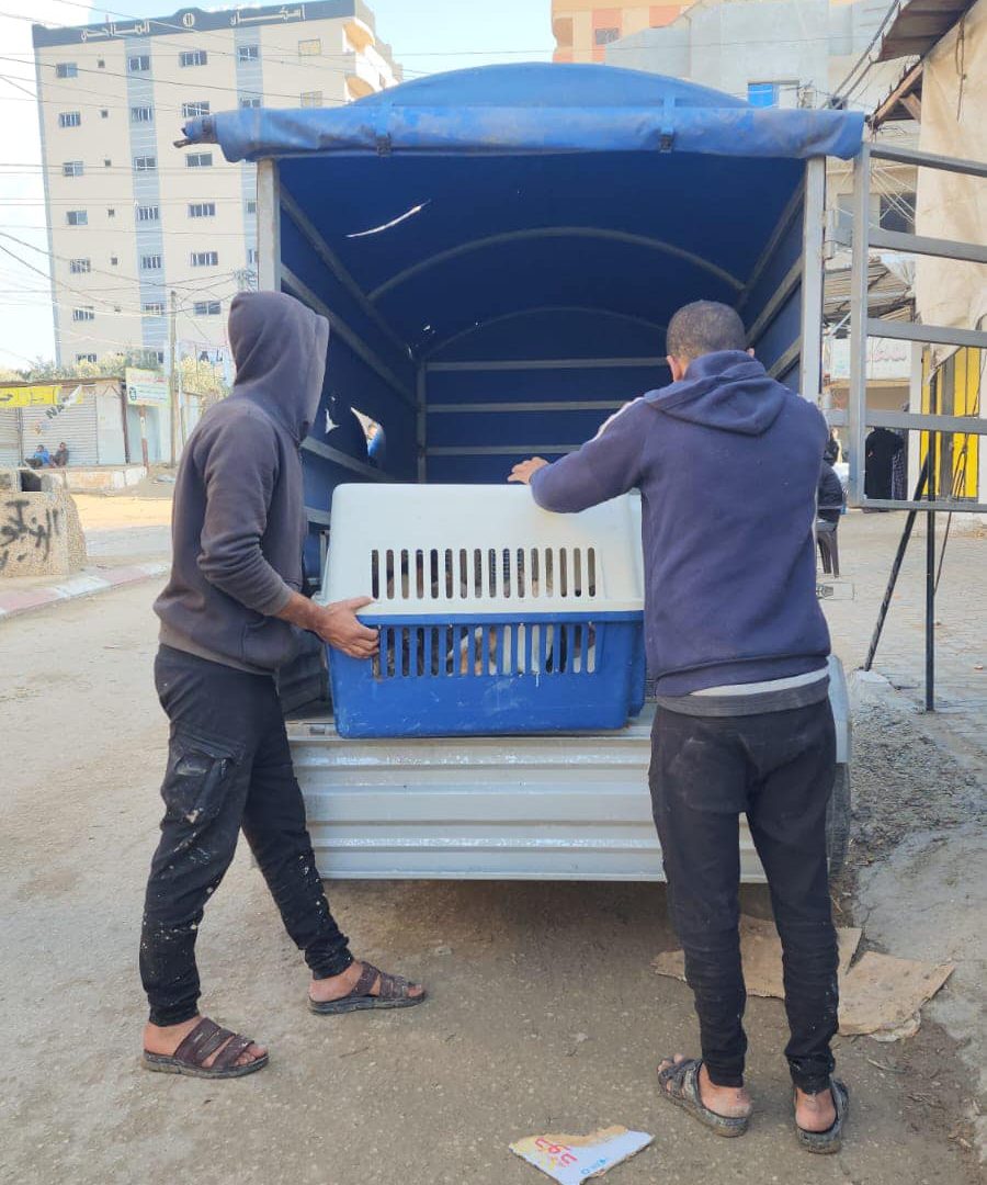 Sulala team members evacuate animals in Gaza, loading a crate into a truck.