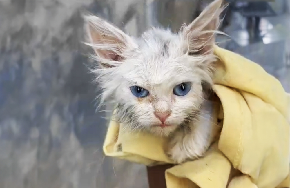 A rescued white cat, wrapped in a yellow blanket.