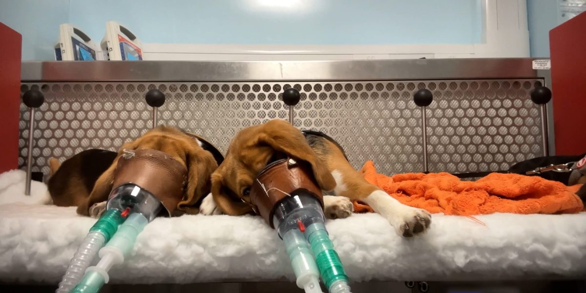 Beagles in a testing lab are tied down with restraint straps, and have gas masks secured to their faces. They are forced to inhale the substances and unable to move or escape the chemicals.